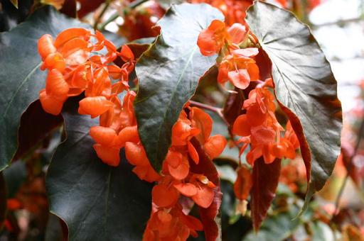 B. ‘Eikow’